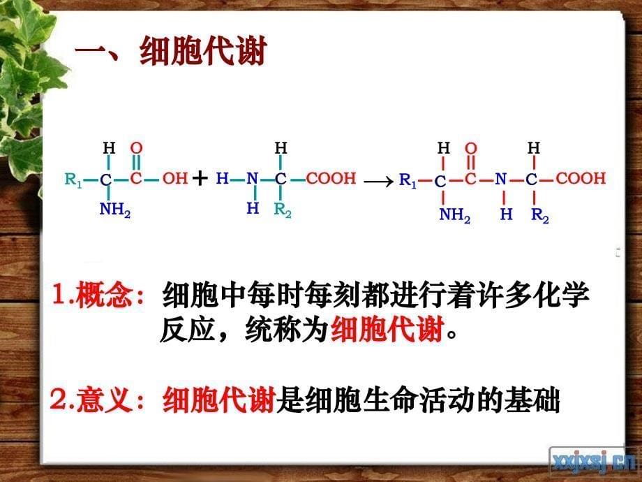 人教版教学课件第5章第1节降低化学反应活化能的酶-唐海_第5页