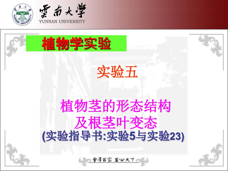 植物学实验5茎的形态与结构以及根茎叶的变态1_第1页