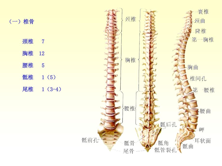 人体解剖学-躯干骨_第4页