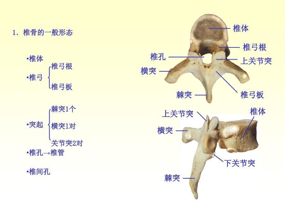 人体解剖学-躯干骨_第5页