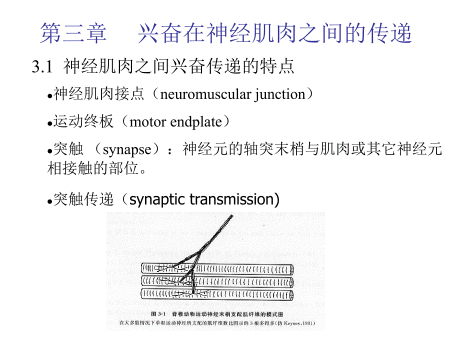 动物生理学课件第三章_第1页