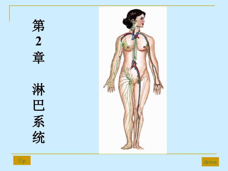 《淋巴系统》课件_第2页