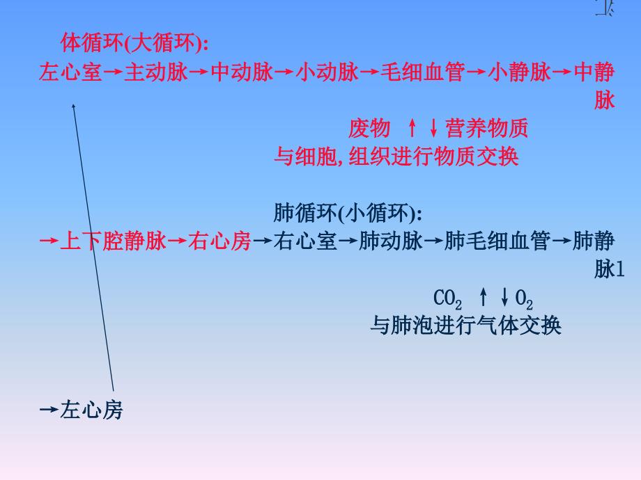 人体各主要部分的解剖第七节循环系统_第3页