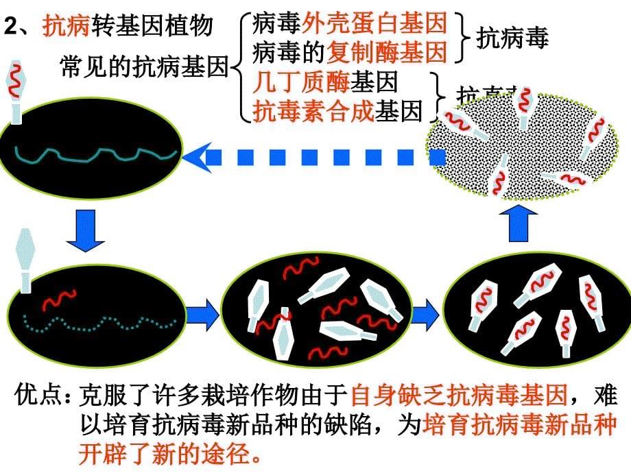 基因工程的应用2014lyr_第5页