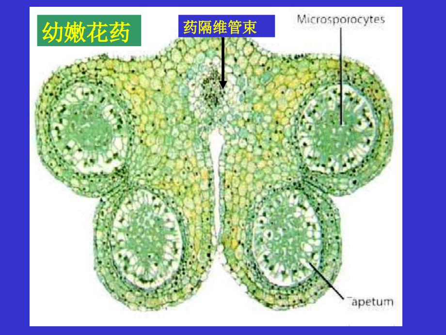 《生殖器官》课件_第4页