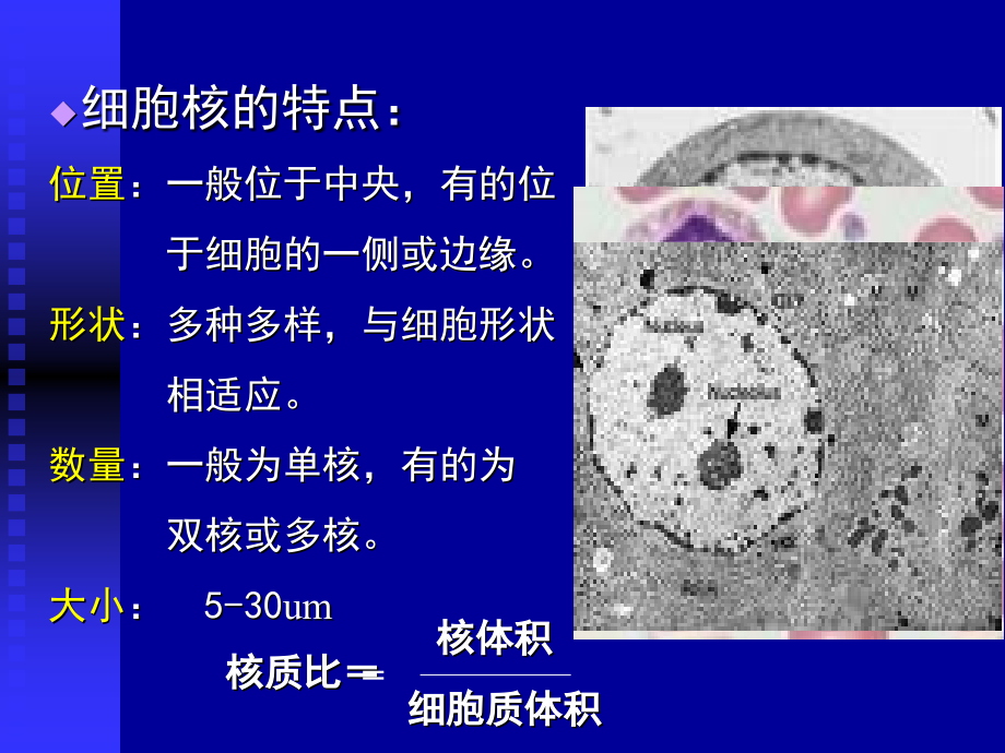 医学细胞生物学细胞核nucleu_第2页