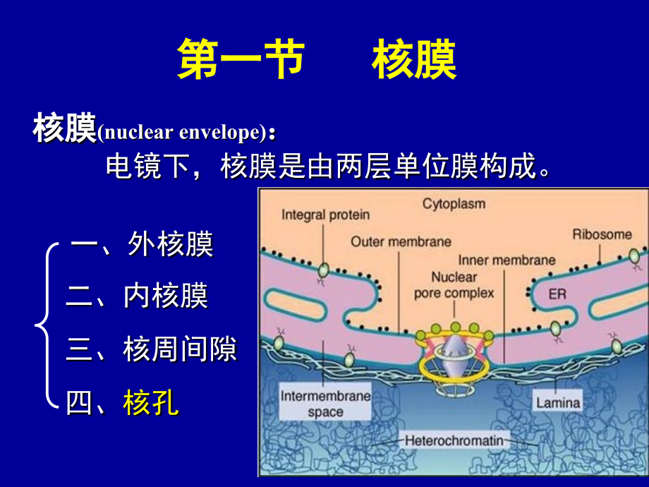 医学细胞生物学细胞核nucleu_第4页