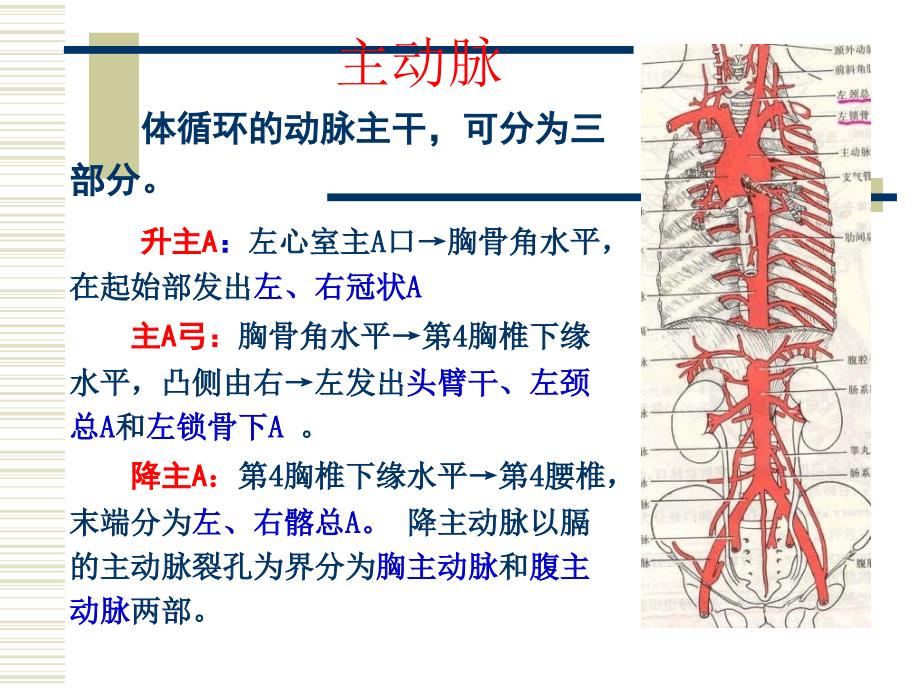 人体解剖生理学课件-第六章循环系统的结构与功能_第3页