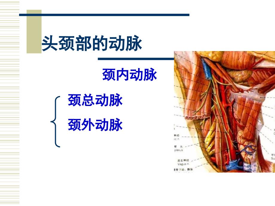 人体解剖生理学课件-第六章循环系统的结构与功能_第4页