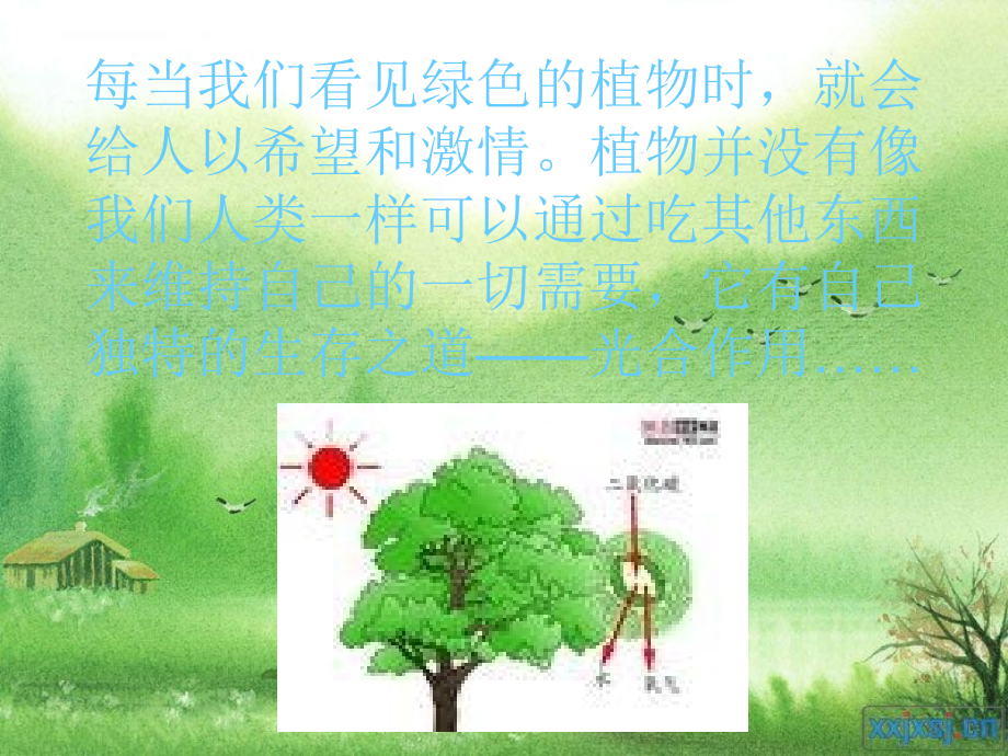 孙宏叶绿体与光合作用王金发_第2页