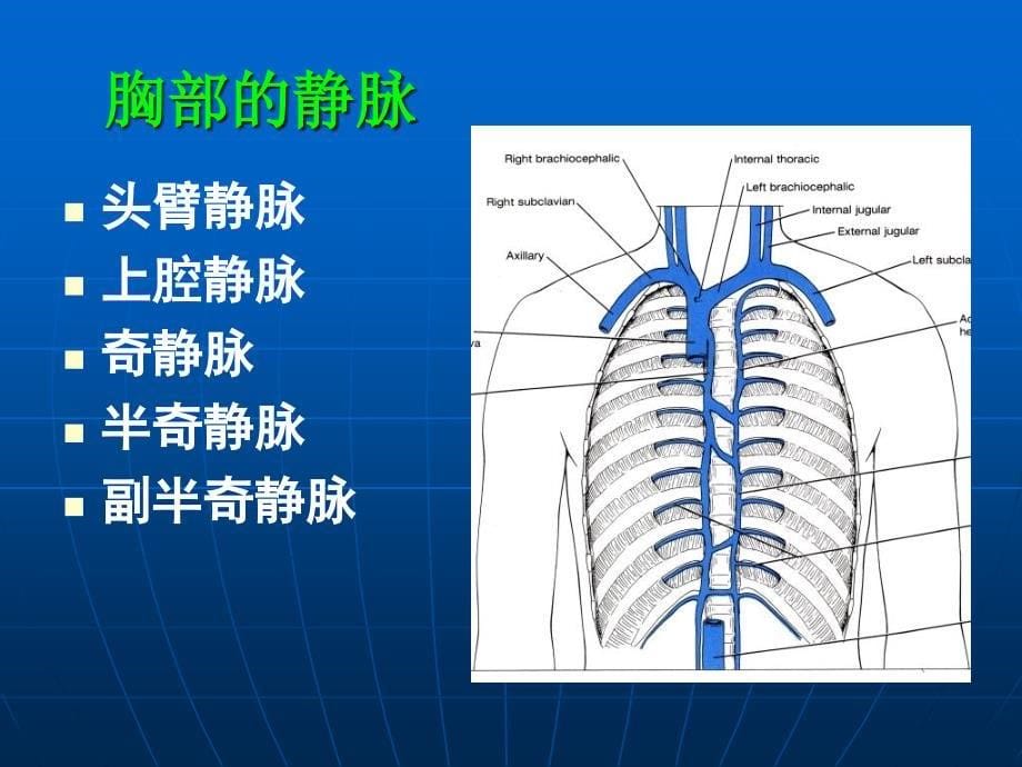 《静脉淋巴》ppt课件_第5页