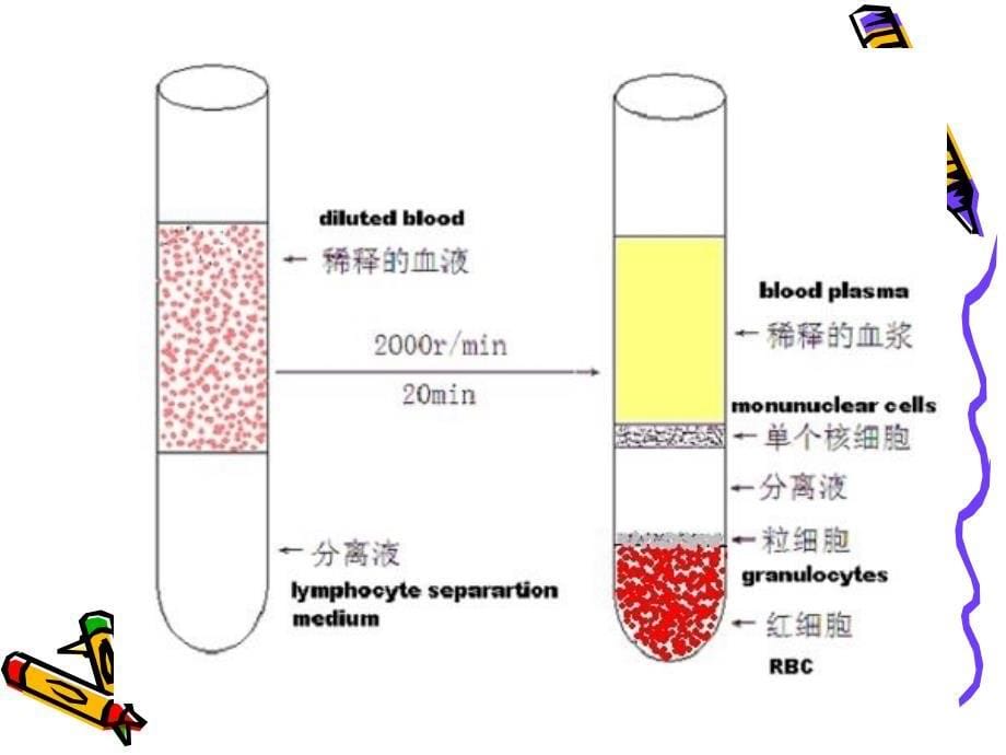 《间接免疫荧光法》ppt课件_第5页