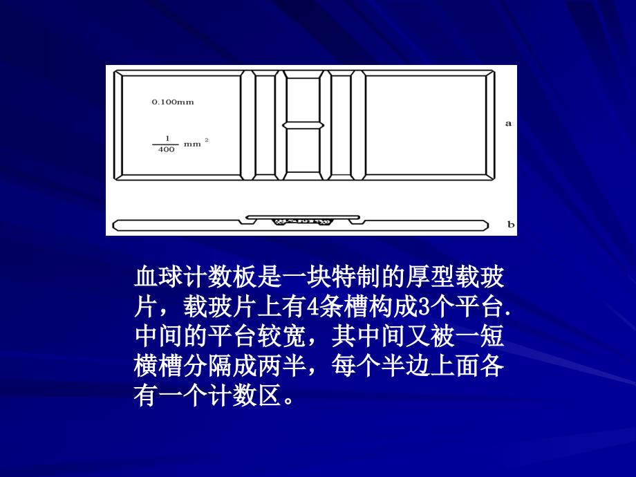 实验五实验六酵母菌形态观察显微计数法_第4页