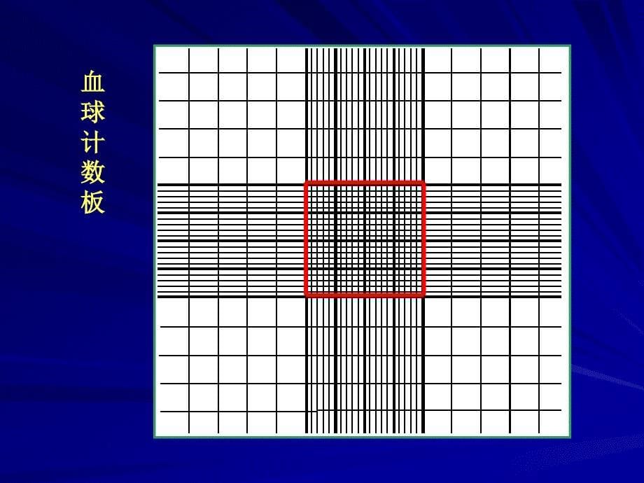 实验五实验六酵母菌形态观察显微计数法_第5页