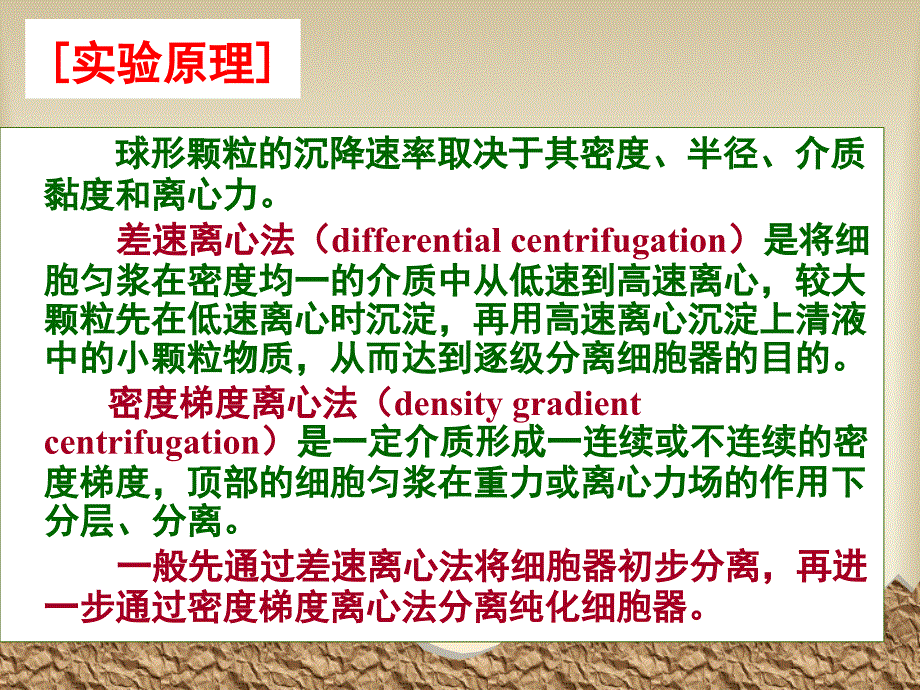 《细胞器的分级分离》ppt课件_第3页