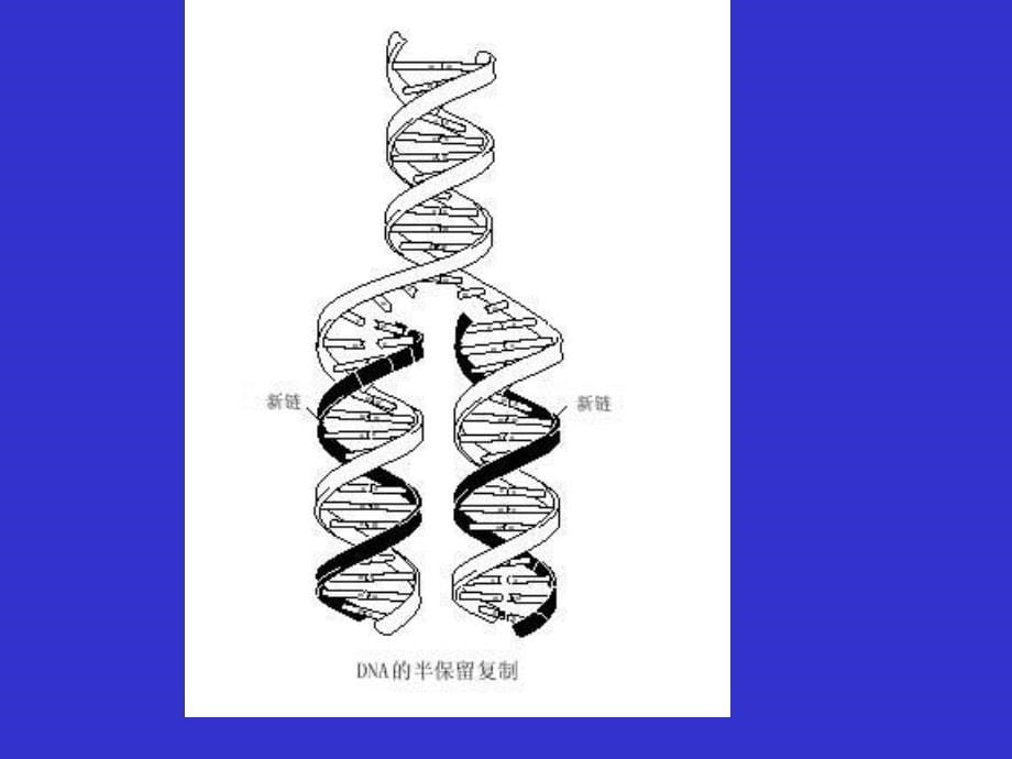 《现代农业基因工程》ppt课件_第5页