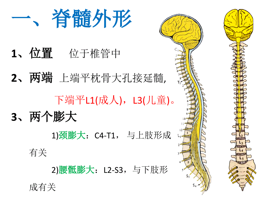 《脊髓的外形和内景》ppt课件_第3页