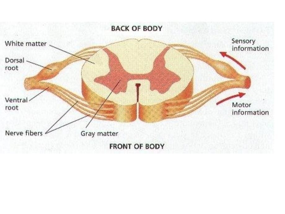 《脊髓的外形和内景》ppt课件_第5页