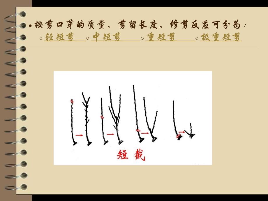 果树修剪的基本技术_第4页