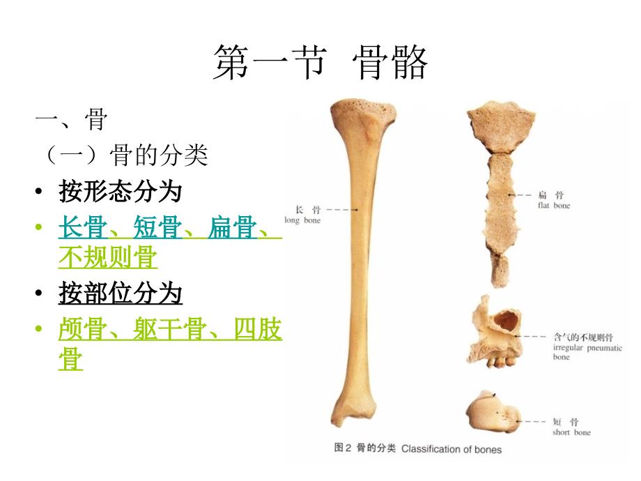 人体解剖学》课件第二章运动系统_第4页