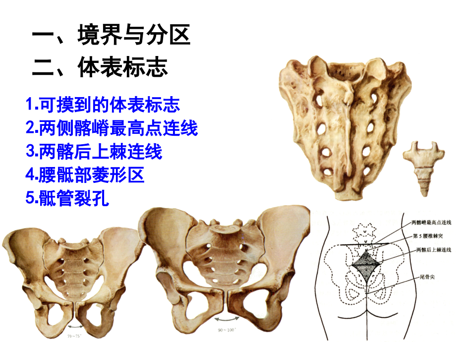 《盆部及会阴》ppt课件_第4页