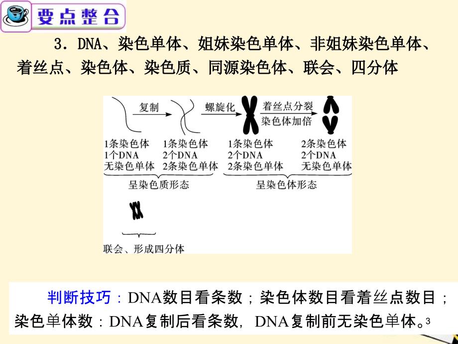 广东省高考生物二轮总复习第5课时细胞增殖和受精作用_第3页