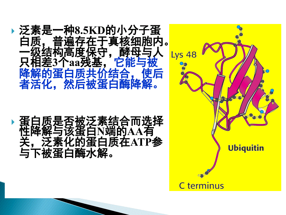 食品生物化学第9章蛋白质降解和氨基酸分解代谢_第4页