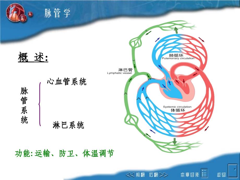 动物解剖学第三篇脉管系_第2页