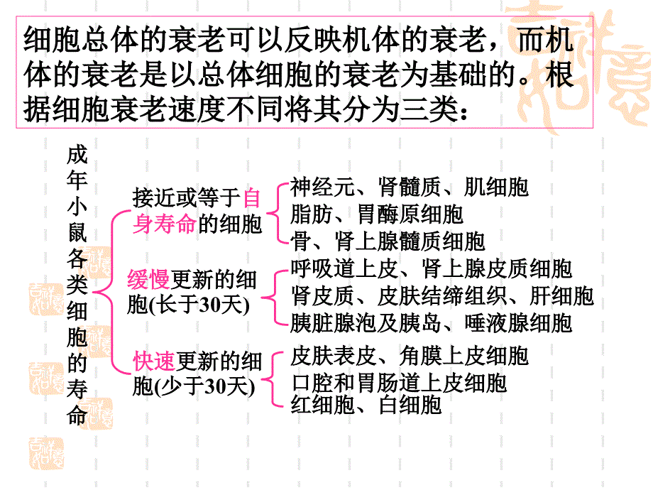 中国药科大学人体解剖生理学课件丁启龙版第2章-4细胞衰老与凋亡_第2页