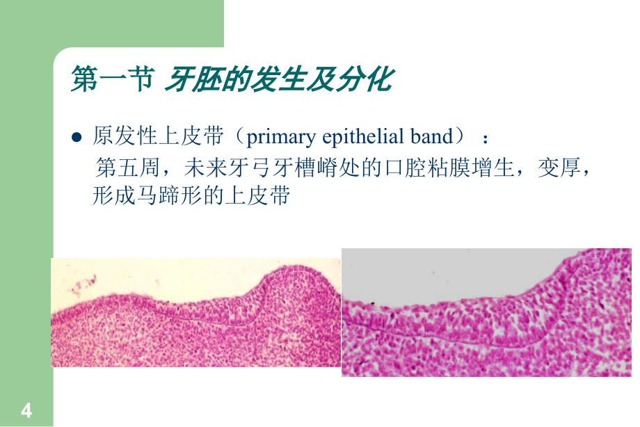 《牙的发育》ppt课件_第4页