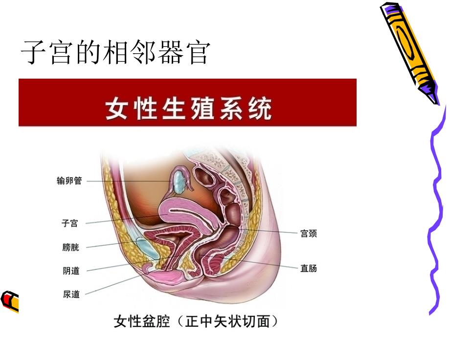 全子宫手术的护理配合1_第4页