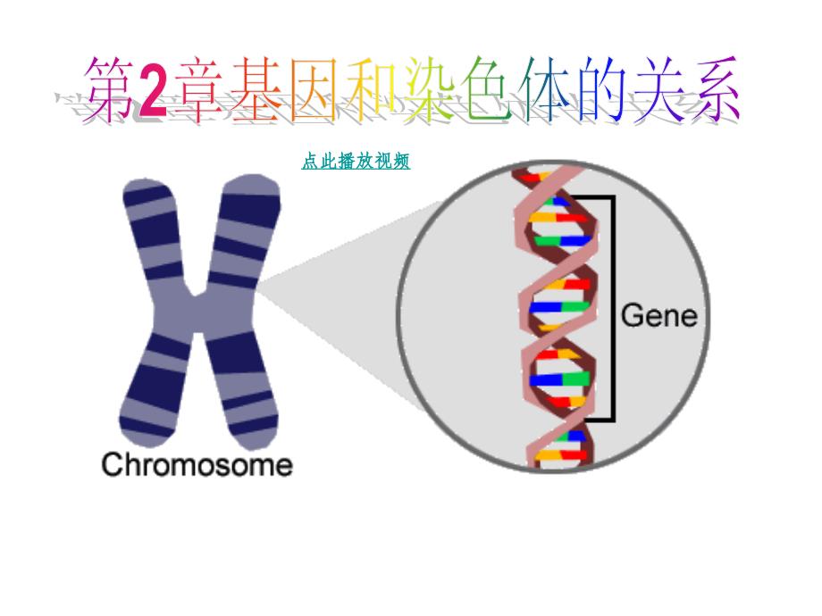 基因和染色体的关系生物必修_第1页