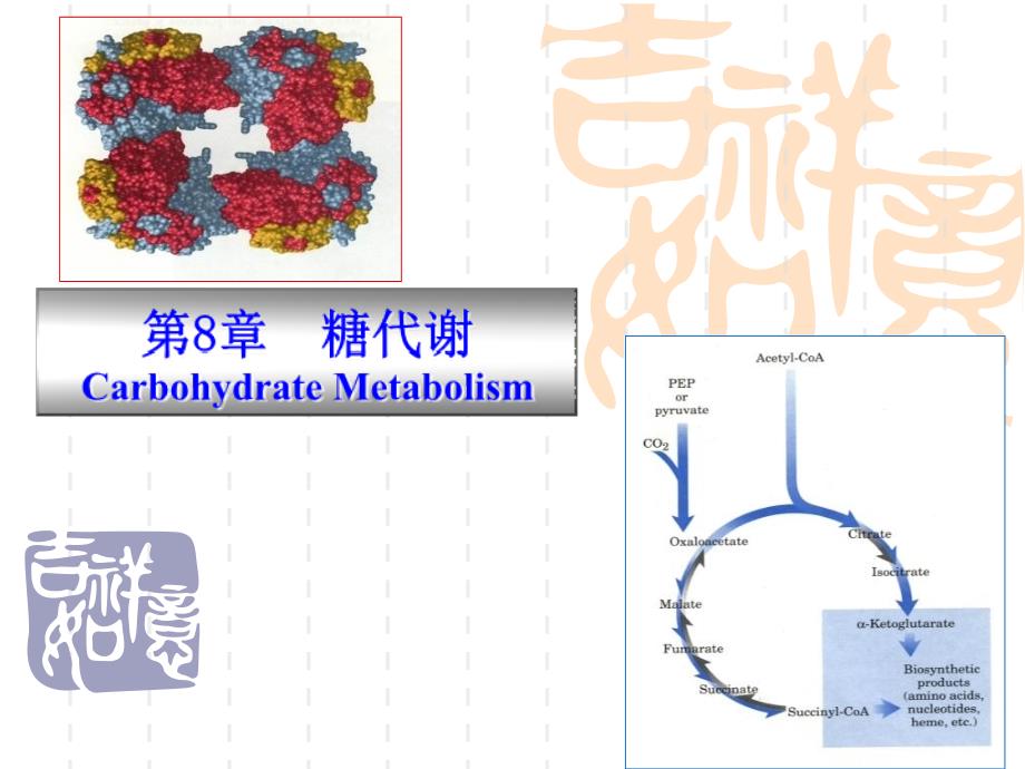 动物生物化学+8+糖类代谢_第1页