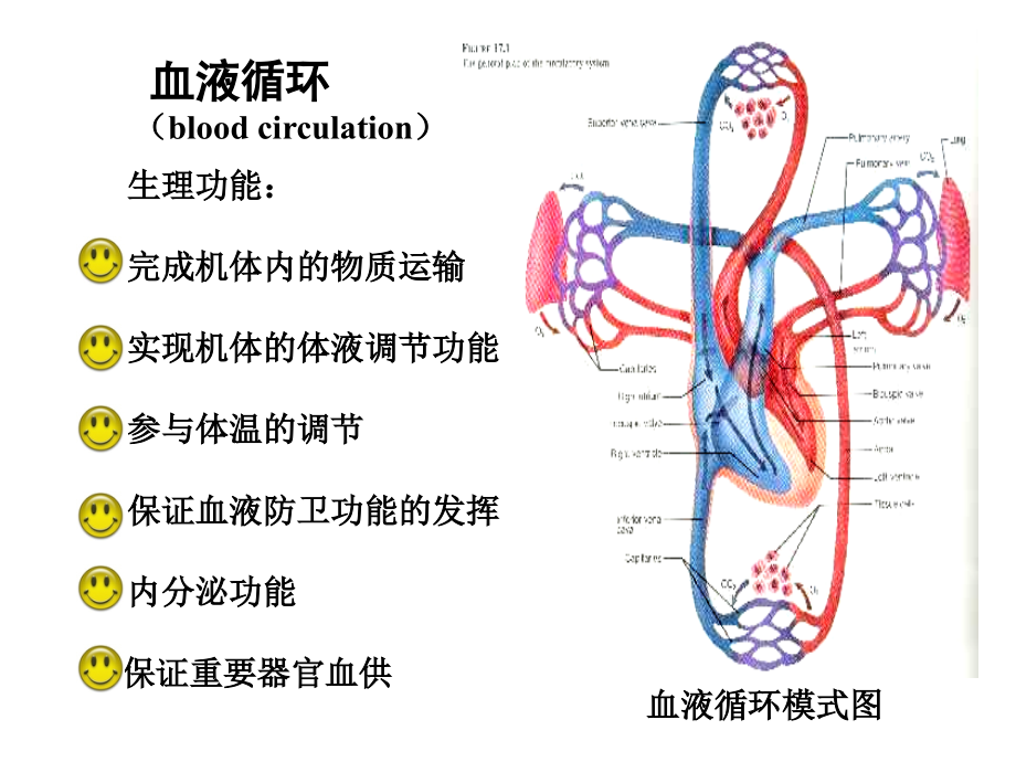 《血液循环生理》ppt课件_第2页