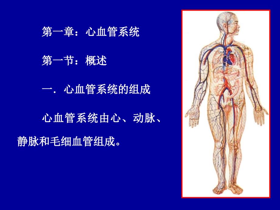 《解剖学：心、动脉》ppt课件_第2页