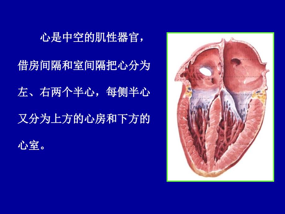 《解剖学：心、动脉》ppt课件_第3页