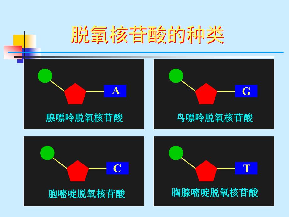 人教版教学课件2·3·2dna分子的结构_第4页