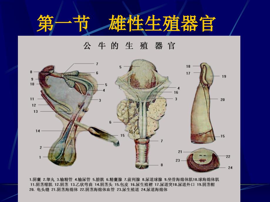 动物解剖学生殖系统1_第2页