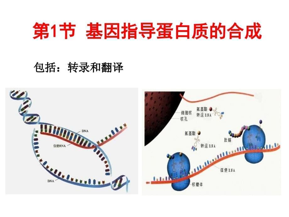 基因指导蛋白质的合成高考第一轮复习_第5页