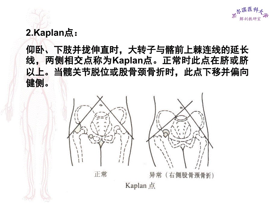 临床医学五年制局部解剖学课件下肢_第2页