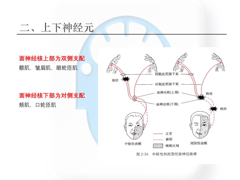 【7A版】中枢性面瘫和周围性面瘫的区别_第4页