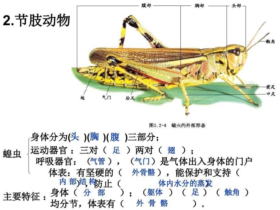 动物的主要类群及特征复习_第5页