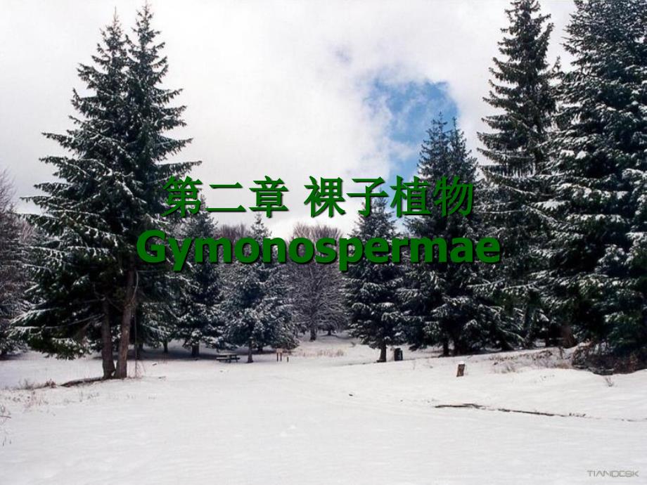 《裸子植物》课件_第1页