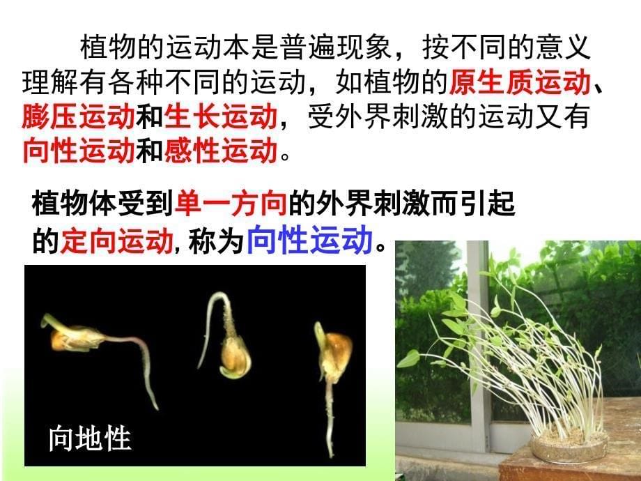 植物生长素的发现精品_第5页