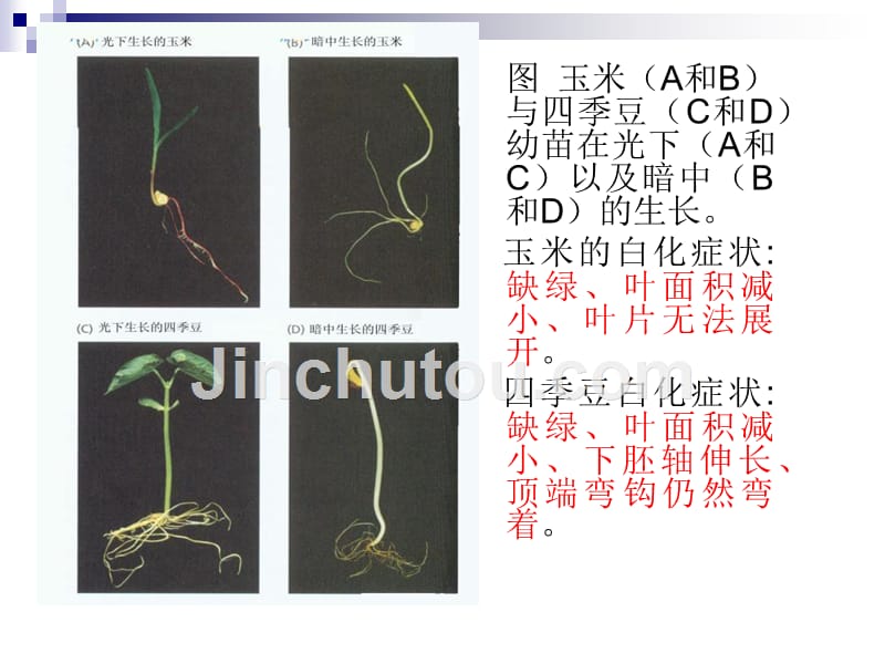 植物的光形态建成与运动_第4页