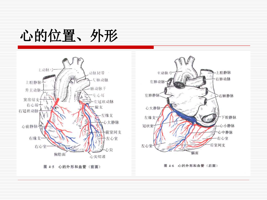 心血管系统的解剖1_第3页