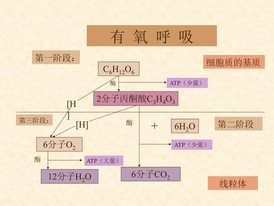 《绿色植物的呼吸》ppt课件_第3页