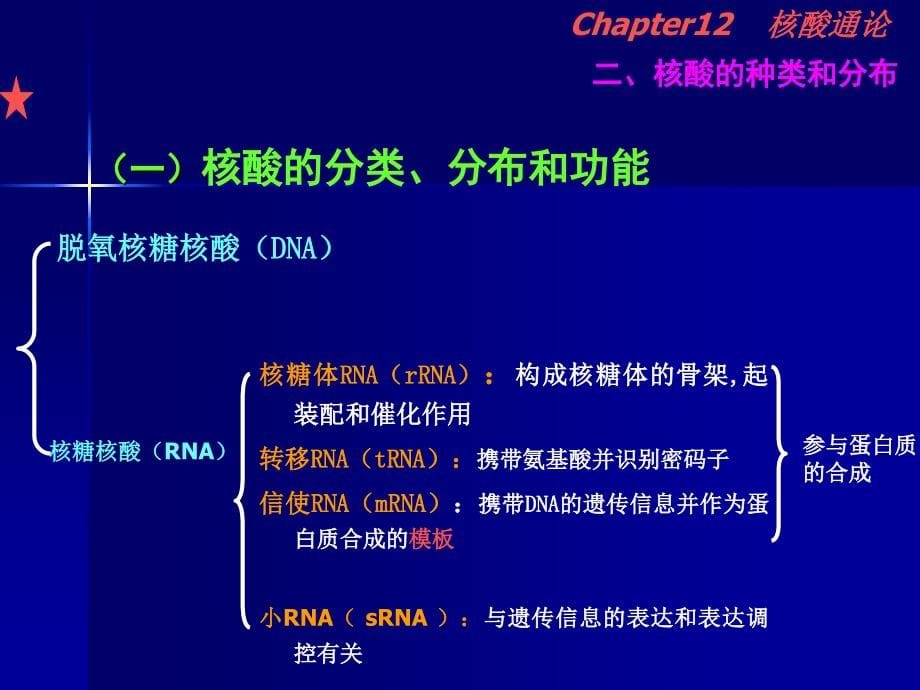 《核酸通论》ppt课件_第5页