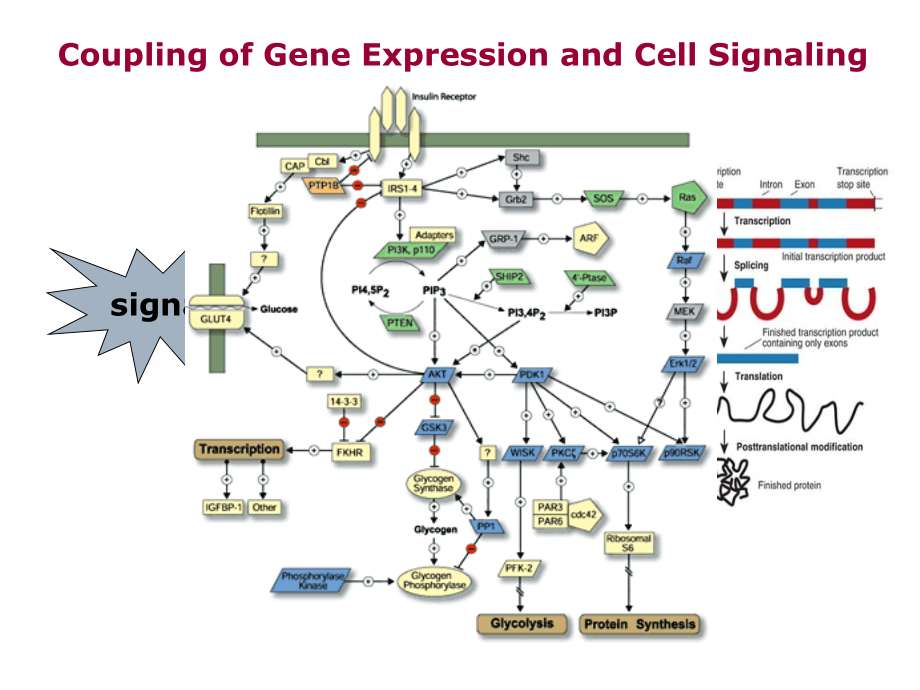 基因表达调控与信号转导的偶联机制_第2页
