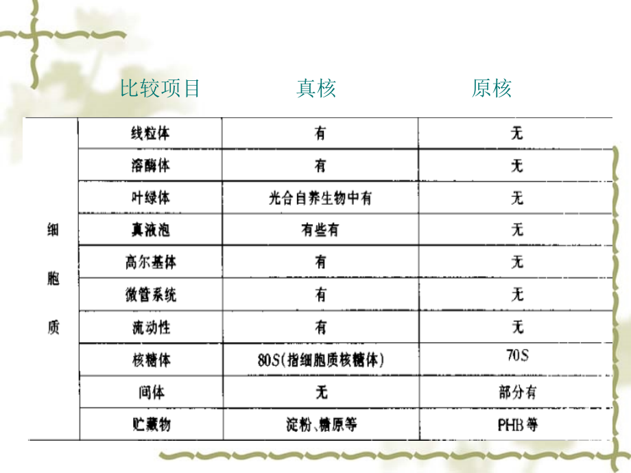 微生物主要类群及其形态结构_第3页